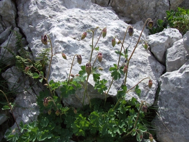 Aquilegia magellensis / Aquilegia magellense